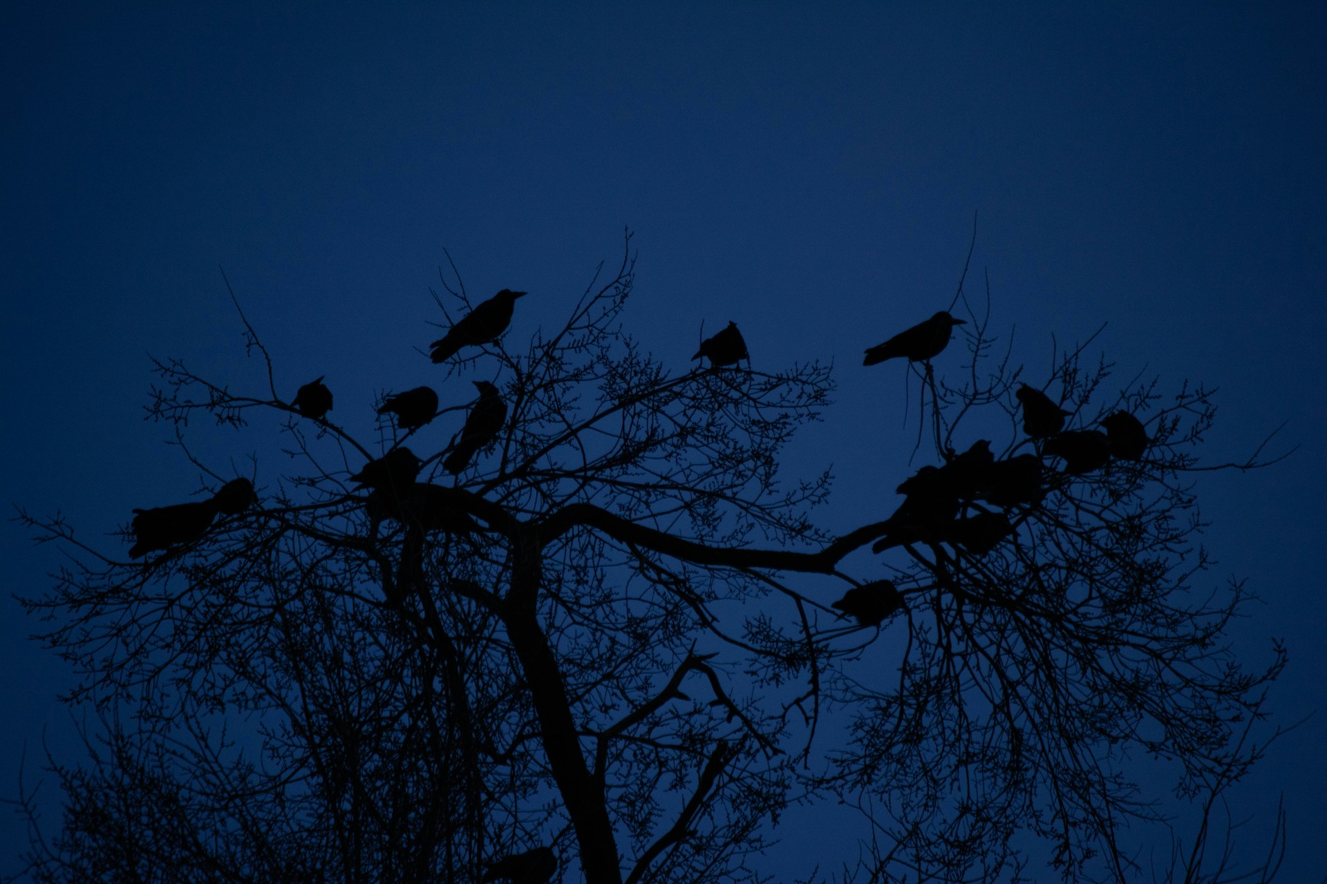 Songbirds 3e